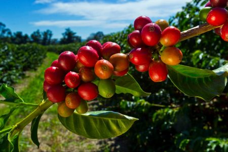 climate crisis, Italy, sunlight coffee roaster, solar energy