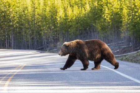 grizzly bear, Yellowstone