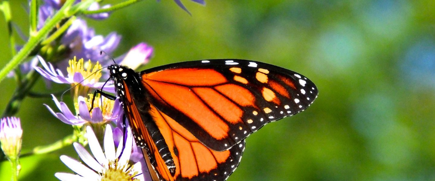 California, Western monarch butterflies, bouncing back, ecosystem