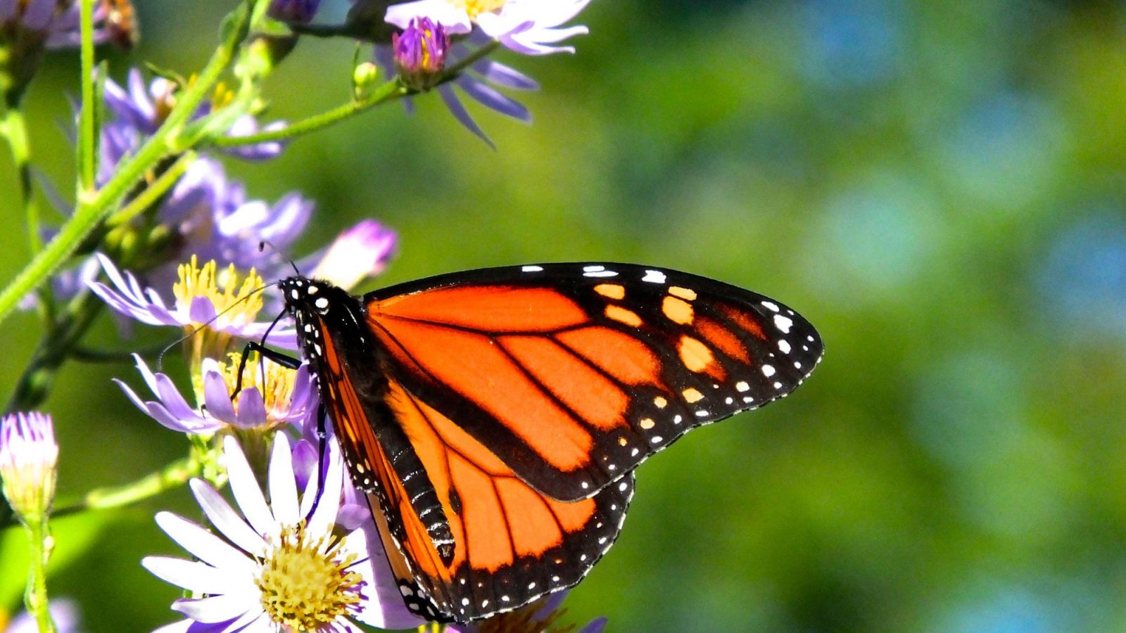 After Record Low, Monarch Butterflies Return to California - WhoWhatWhy