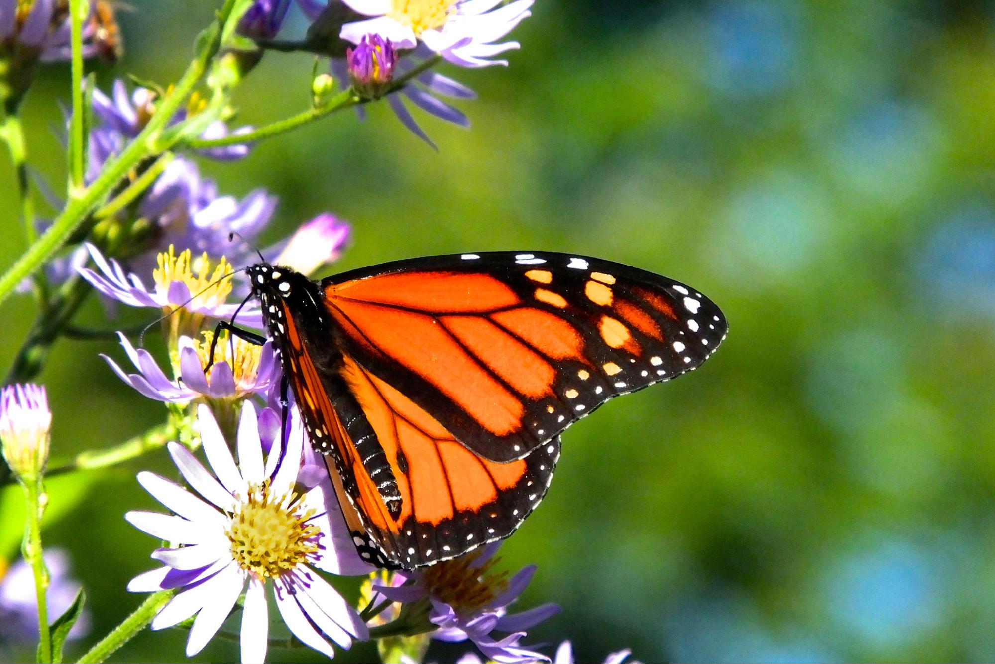 After Record Low, Monarch Butterflies Return to California