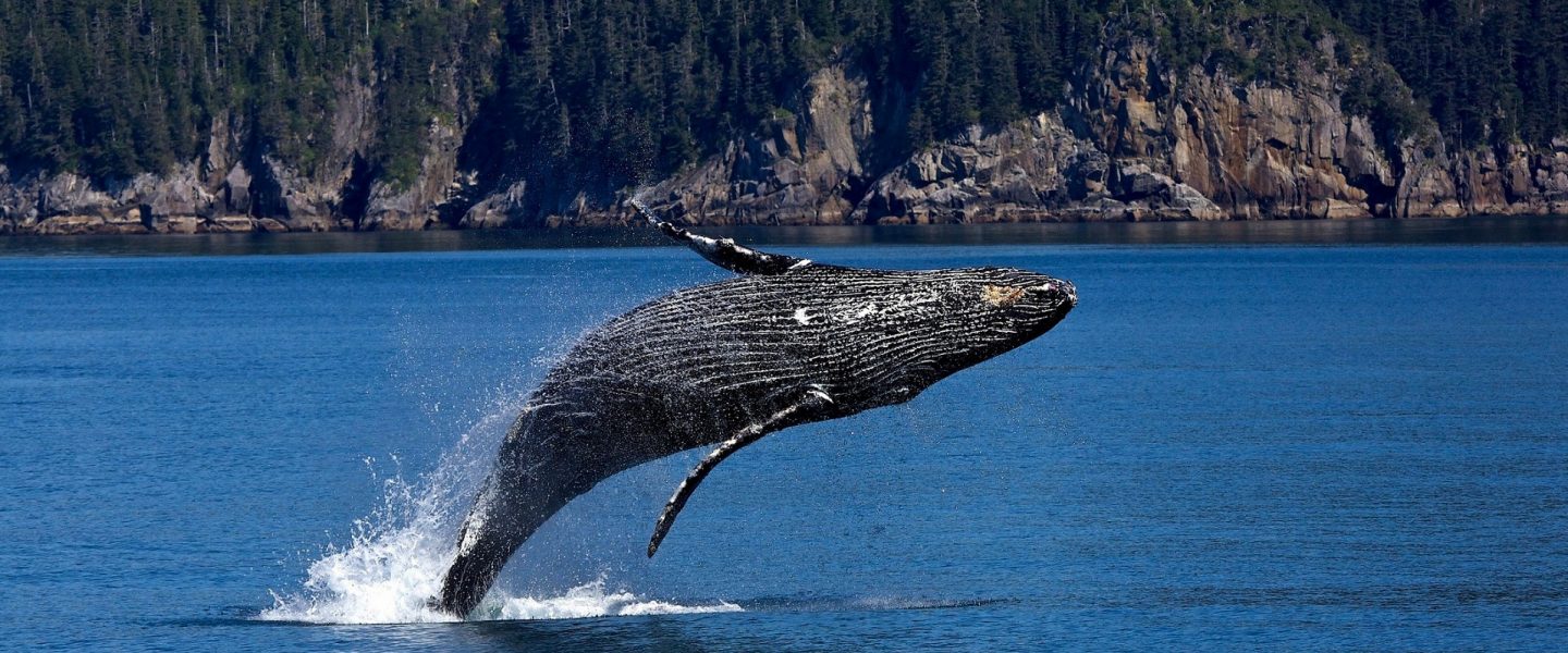 humpback whales, endangered species, California protections, crabbing season delayed