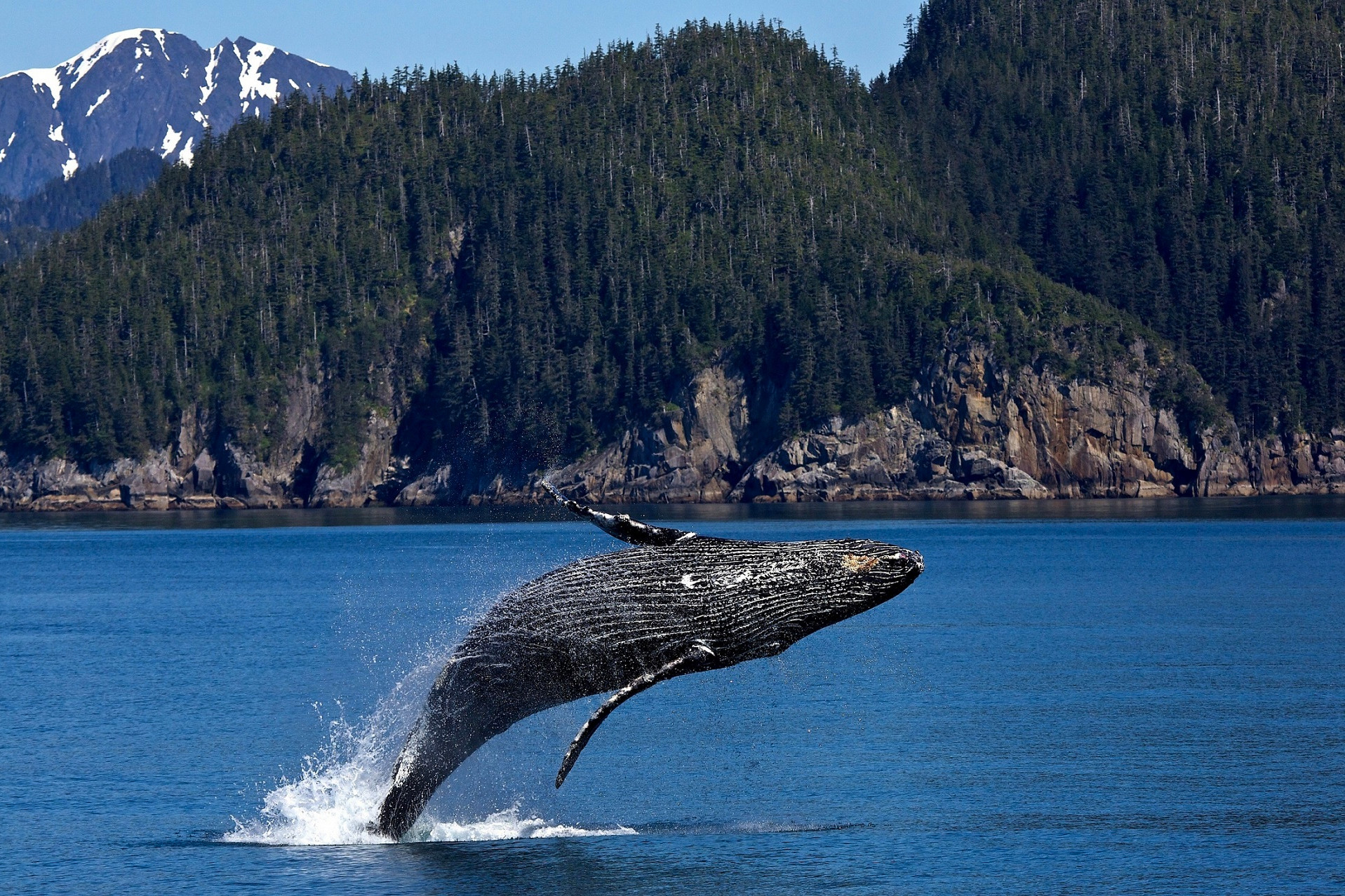 California’s Crabbing Season Delayed Again to Protect Humpback Whales
