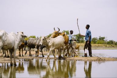 cattle, reservoir, Burkina Faso