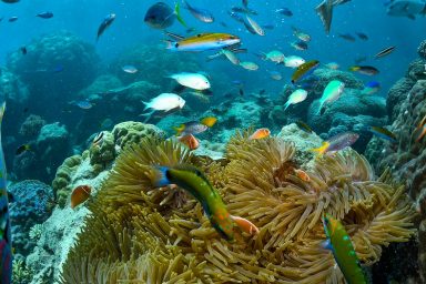 climate, Australia, Great Barrier Reef, coral bleaching, recovery