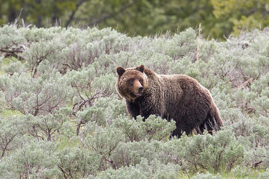 grizzly bear, sow, Yellowstone