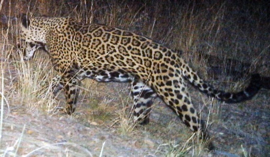 Male jaguar, Santa Rita Mountains