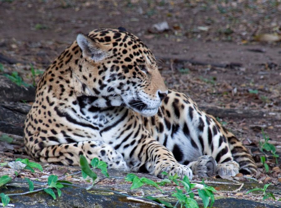 jaguar, Mexico
