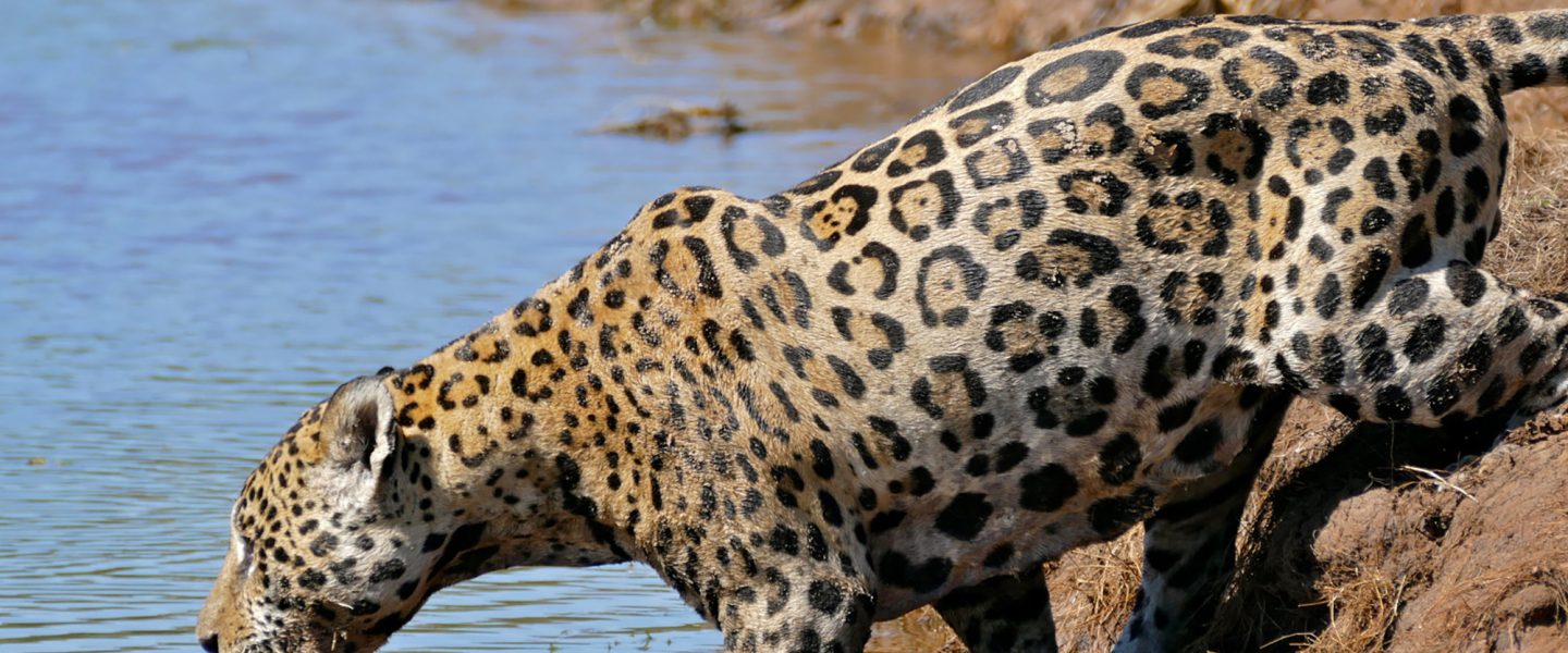 jaguar, drinking, Mato Grosso, Brazil