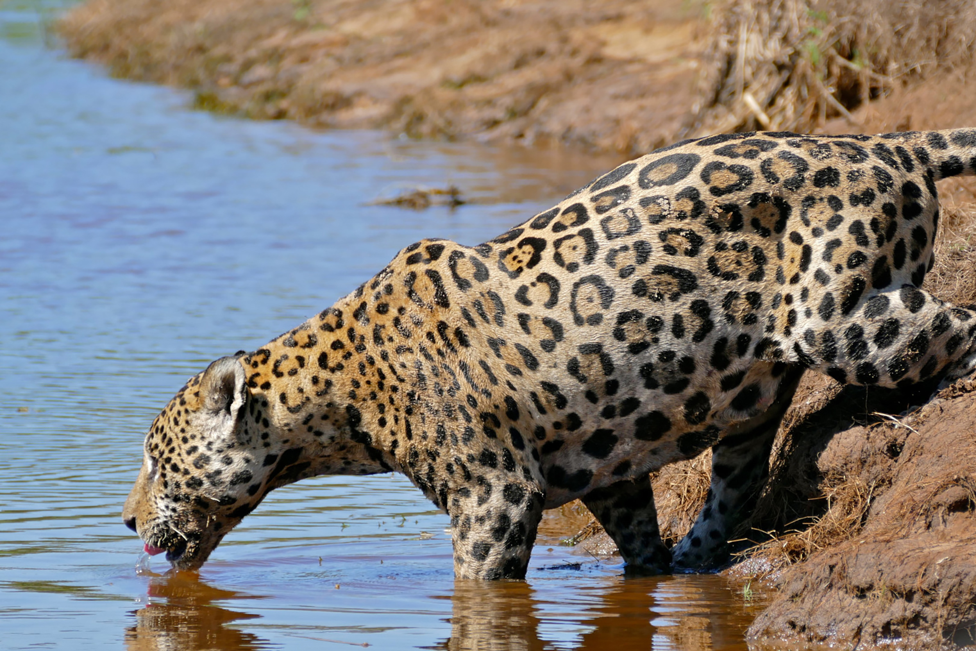 Humans and Jaguars Can Live Together — Here’s How