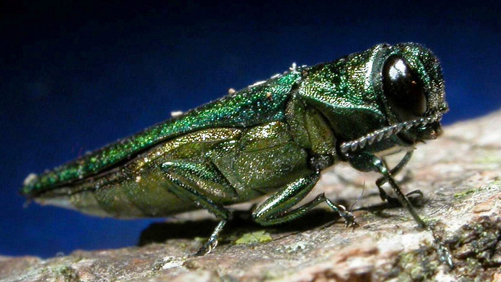 How to Fight an Invasive American Bug With a Badder Russian One ...