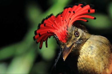 Amazonian royal flycatcher