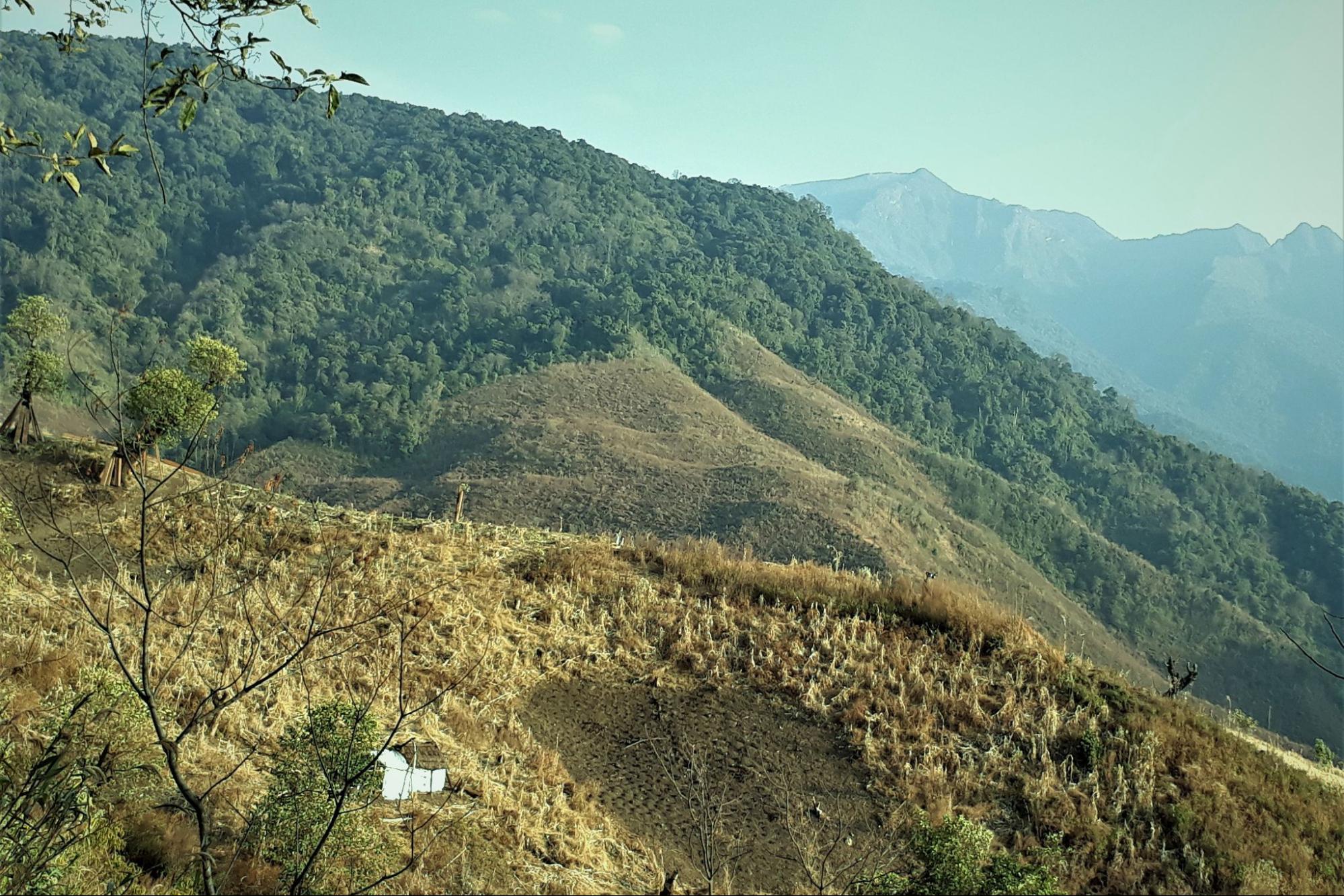 Jhum cultivation, Nagaland, India