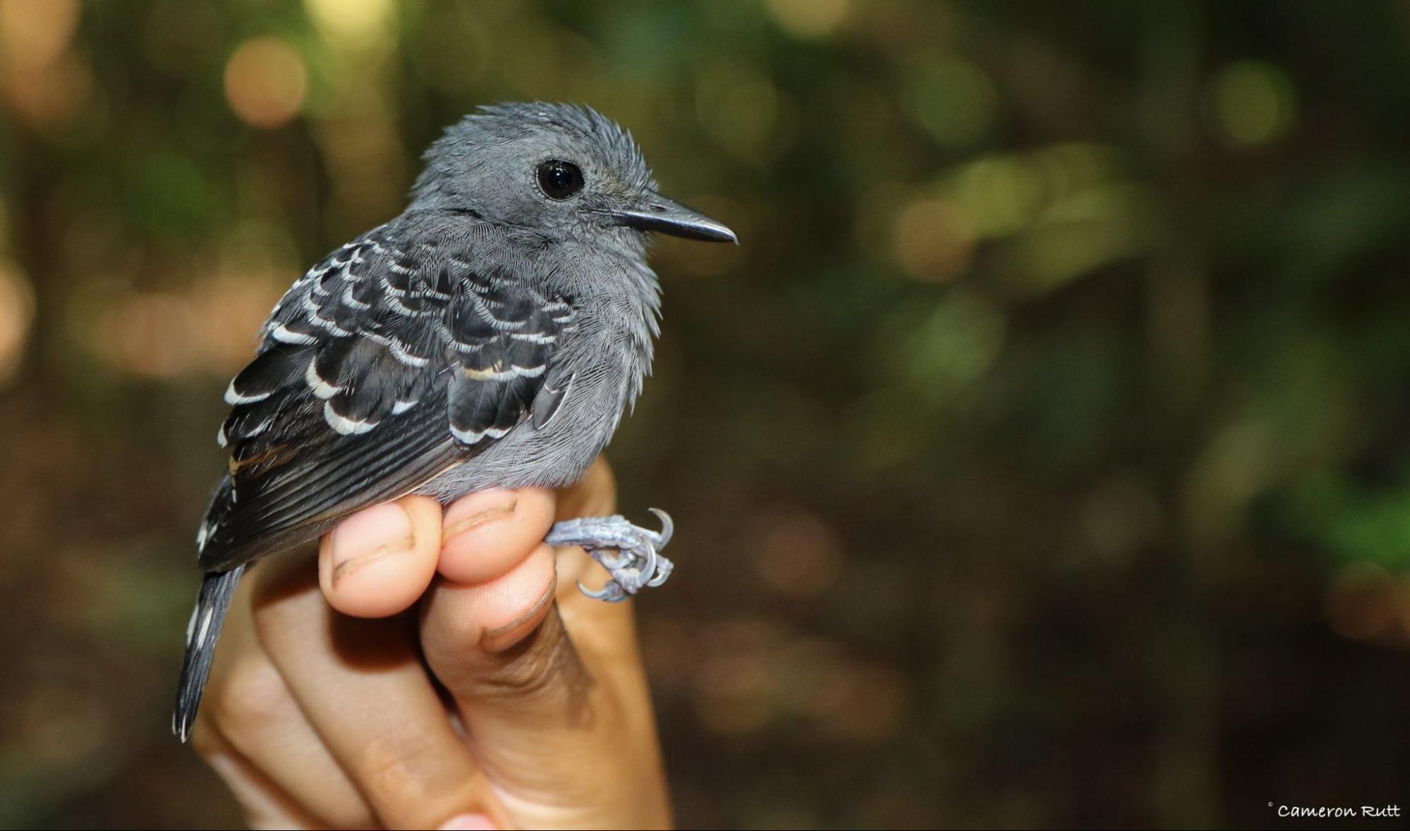scale-backed antbird