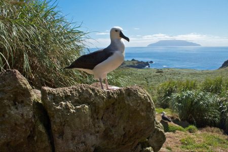 new marine sanctuary, Tristan da Cunha, South Atlantic, protected, extractive activity ban