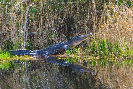 Clean Water Act, federal protections, scope, project oversight, Biden administration