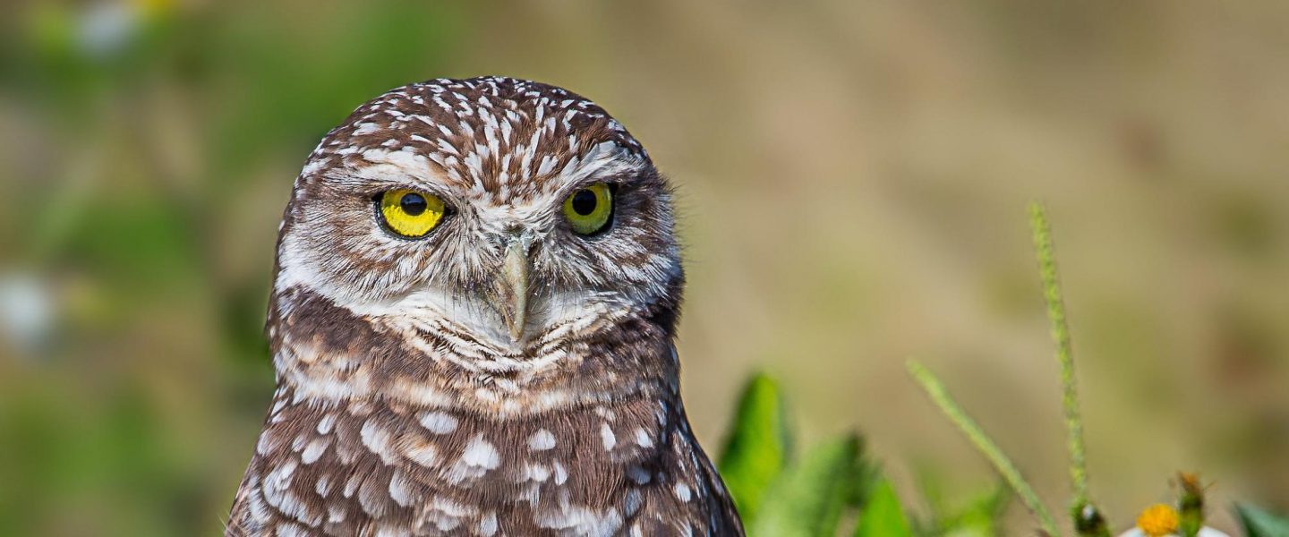 burrowing owls, protected, grassland, development, relocation