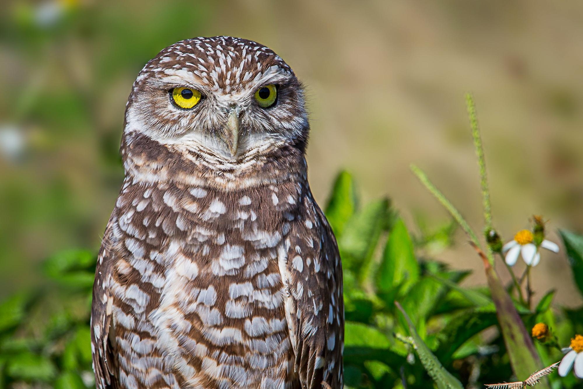 Tiny Burrowing Owls Find Safer Homes With the Help of Scientists