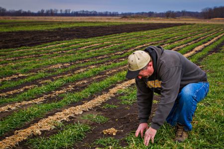 climate change, global warming, agriculture, cover crops, carbon offset