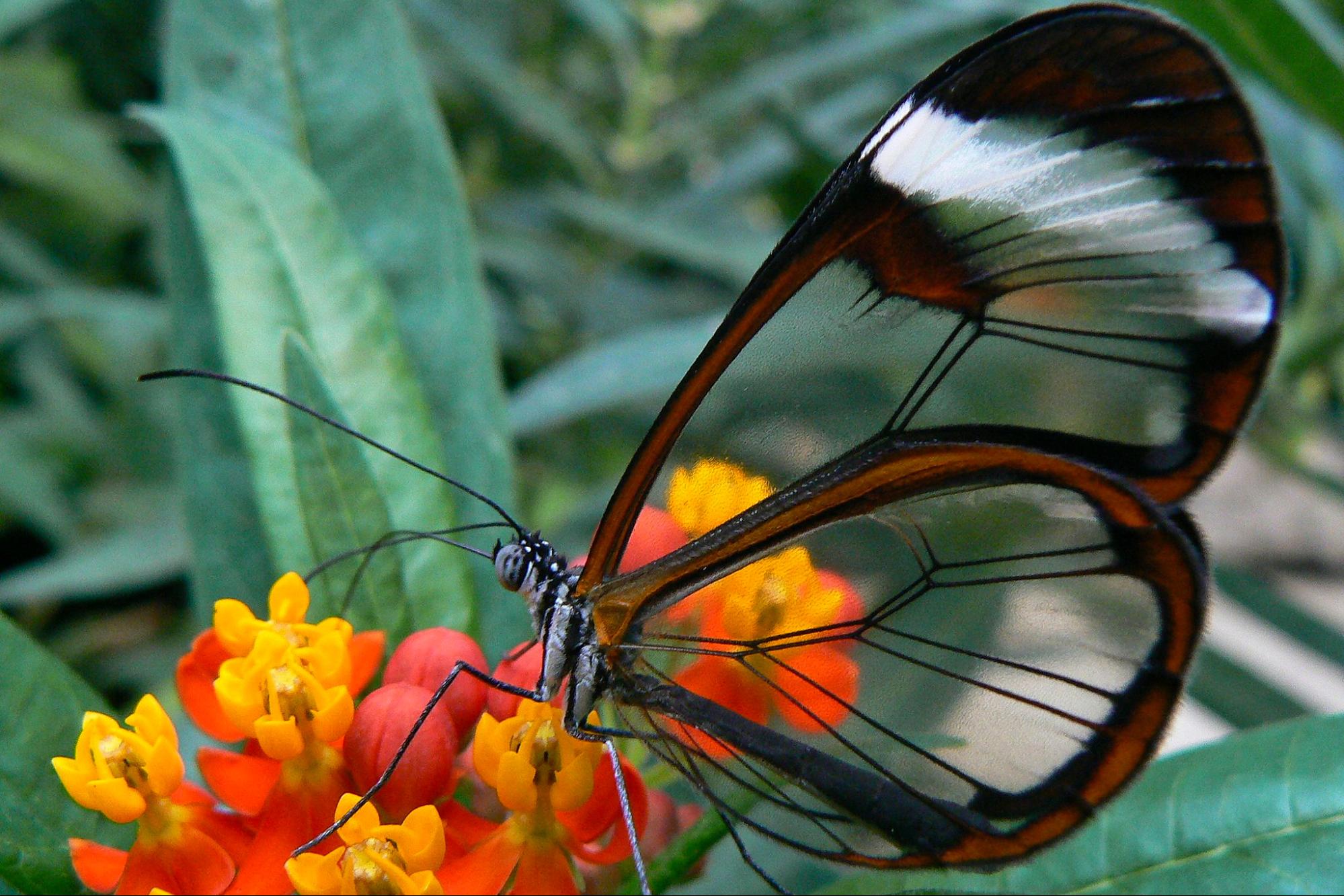 Insect Wingbeats Will Help Quantify Biodiversity, Researchers Say