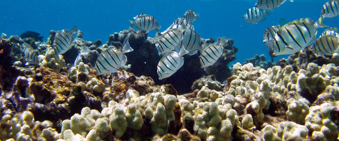 climate change, coral reefs, resilient species, new study