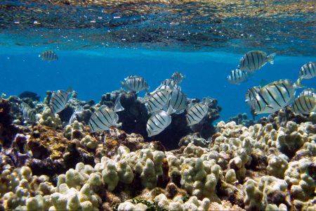 climate change, coral reefs, resilient species, new study