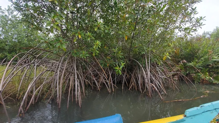 Mangroves, buffer, erosion