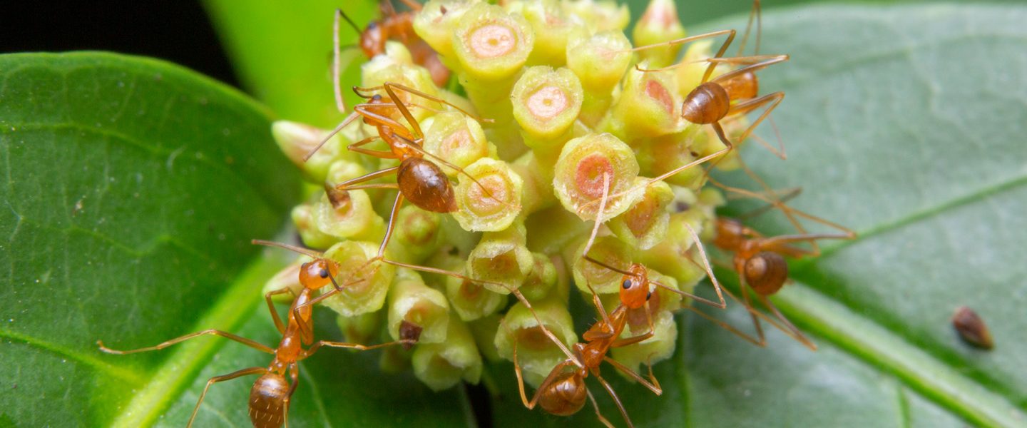tawny crazy ants, invasive species, supercolonies, pathogen enemy