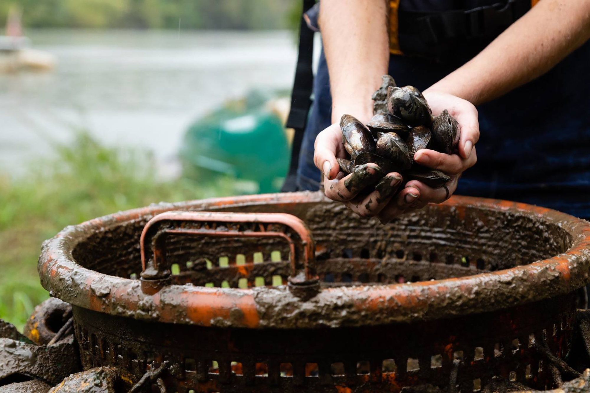 Five Reasons to Love (and Protect) Freshwater Mussels
