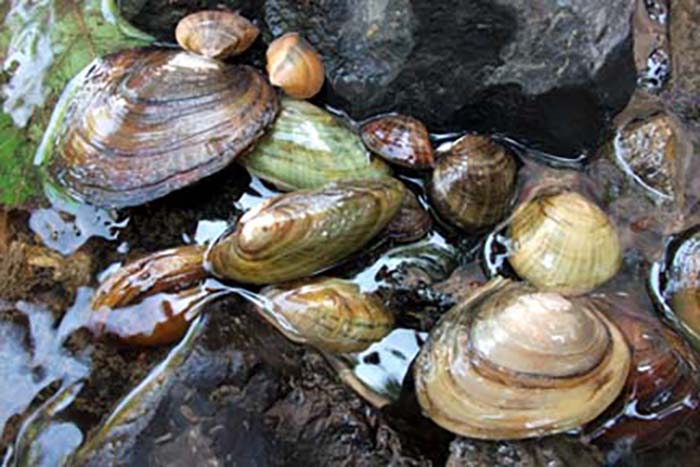 Freshwater mussels, Missouri River