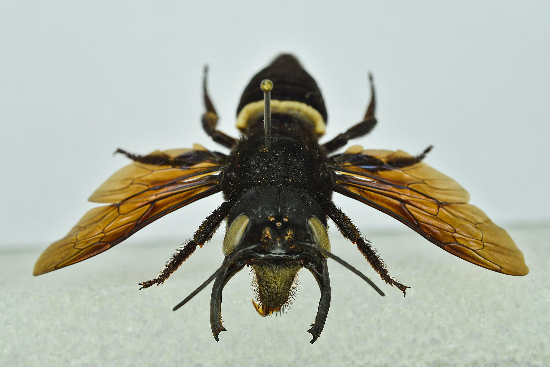 The Quest to Find the World’s Largest Bee