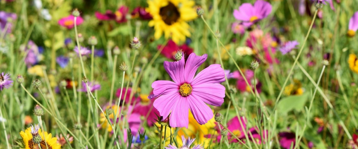 Meadow, Wildflowers, Insects