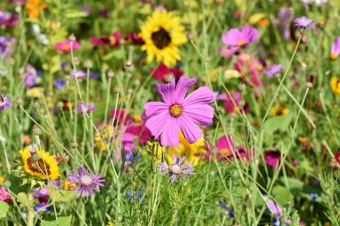 Meadow, Wildflowers, Insects