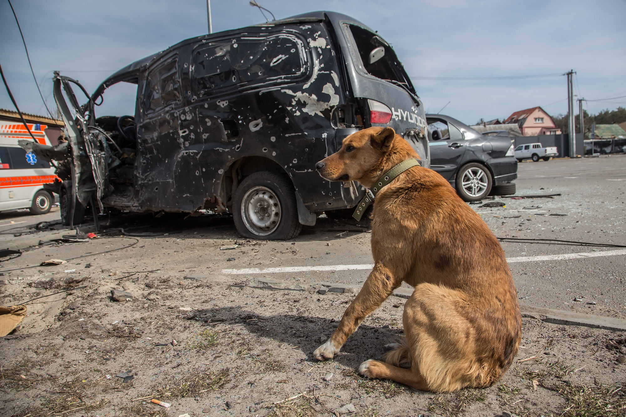  Ukraine, dog, wrecked van