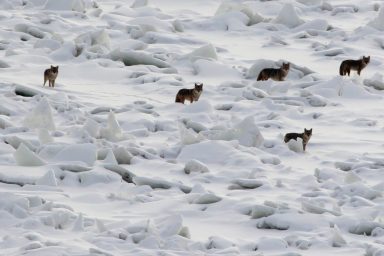Coyotes, Alberta, Canada