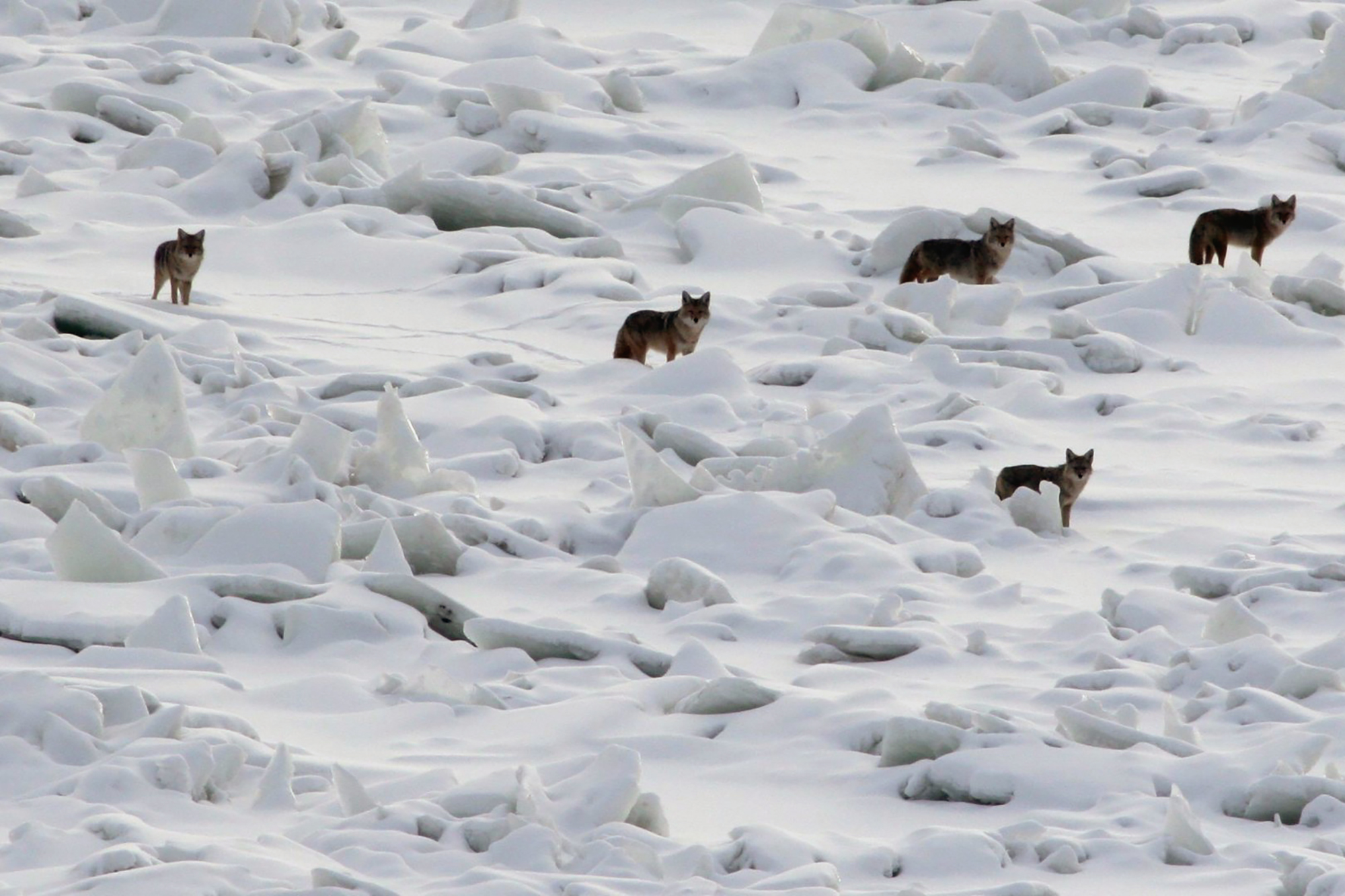 Oil Development Is Changing the Rules of the Game for Wildlife