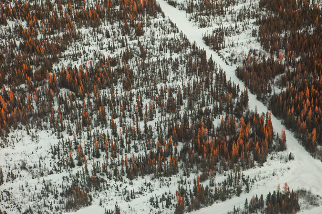 lines, cleared, forest, Alberta, Canada