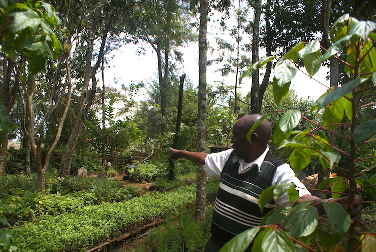 Kenyan farmer, Samuel Rono, agroforestry