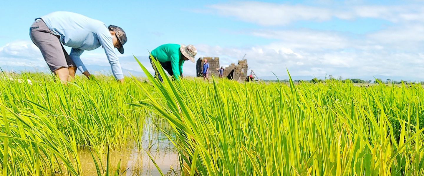 MASIPAG members, rice breeding, agroecology