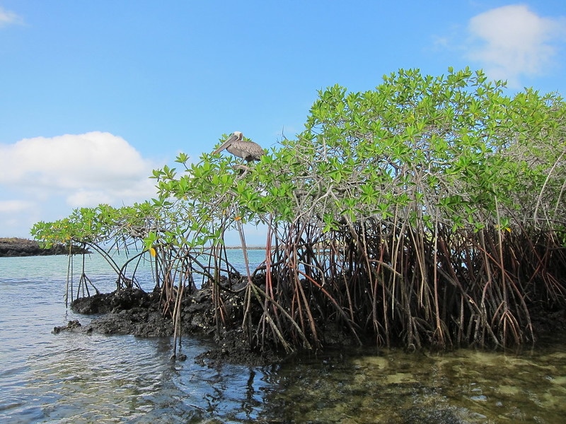 pelican, mangrove stand, Galapagos