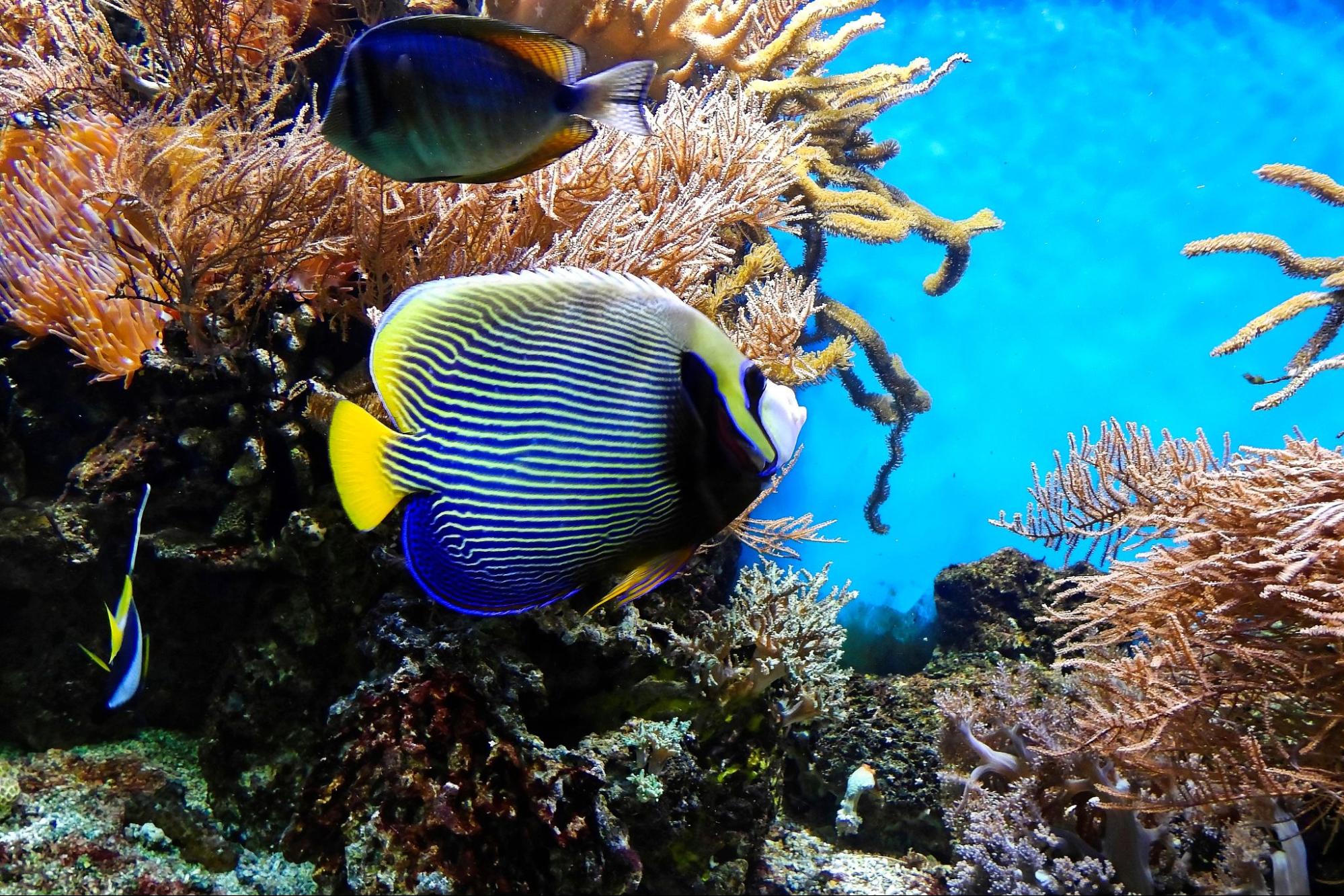 Click, Clack, and Pop: Sounds Indicate Health of Coral Reefs