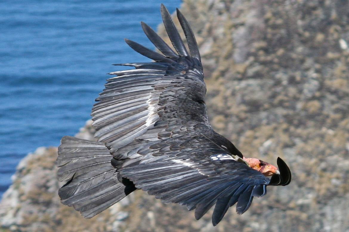 Condors Are Soaring Again Over Northern California’s Coastal Redwoods