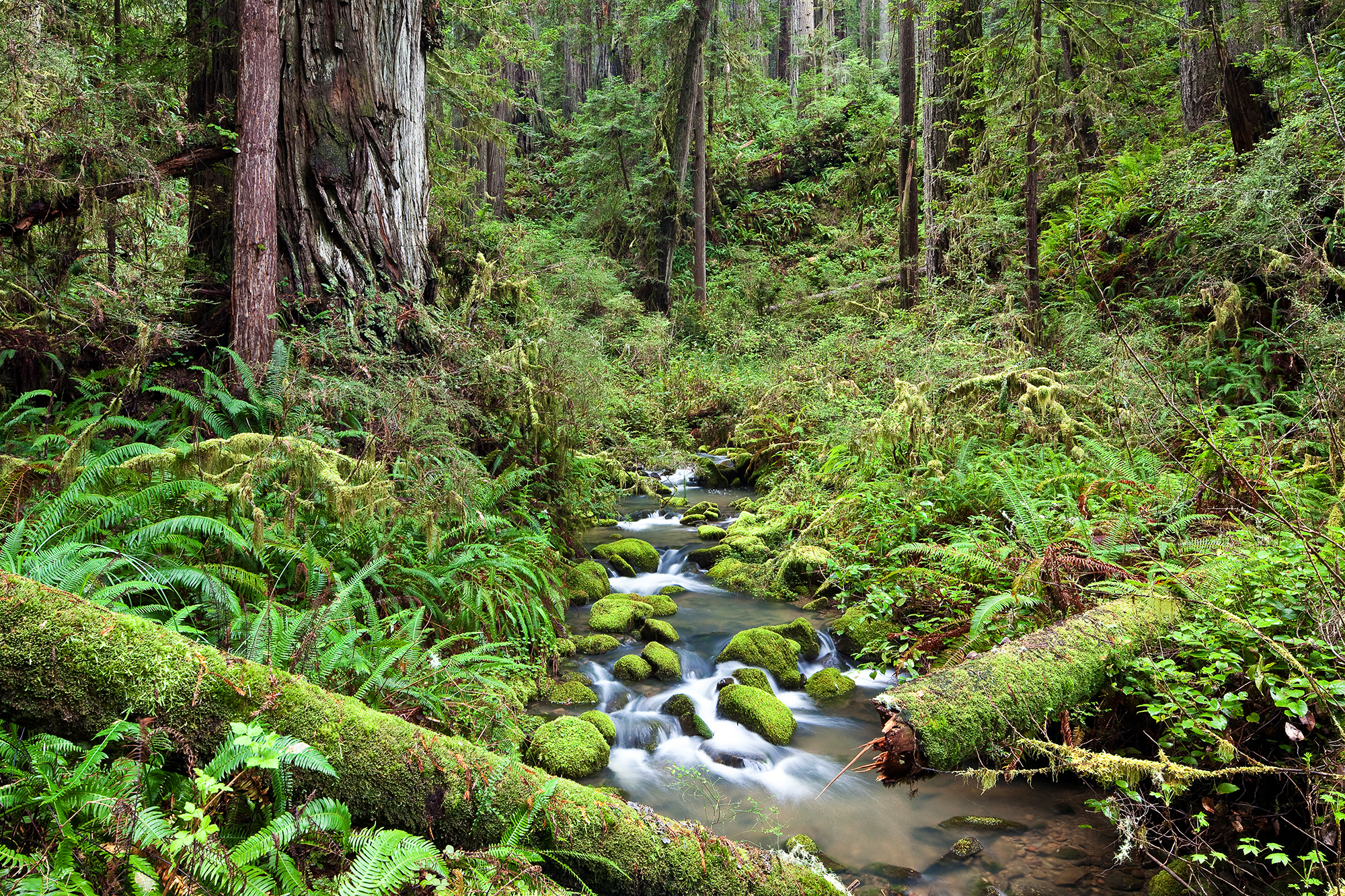 King Range National Conservation Area, creek