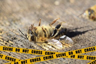 honey bees, crime scene