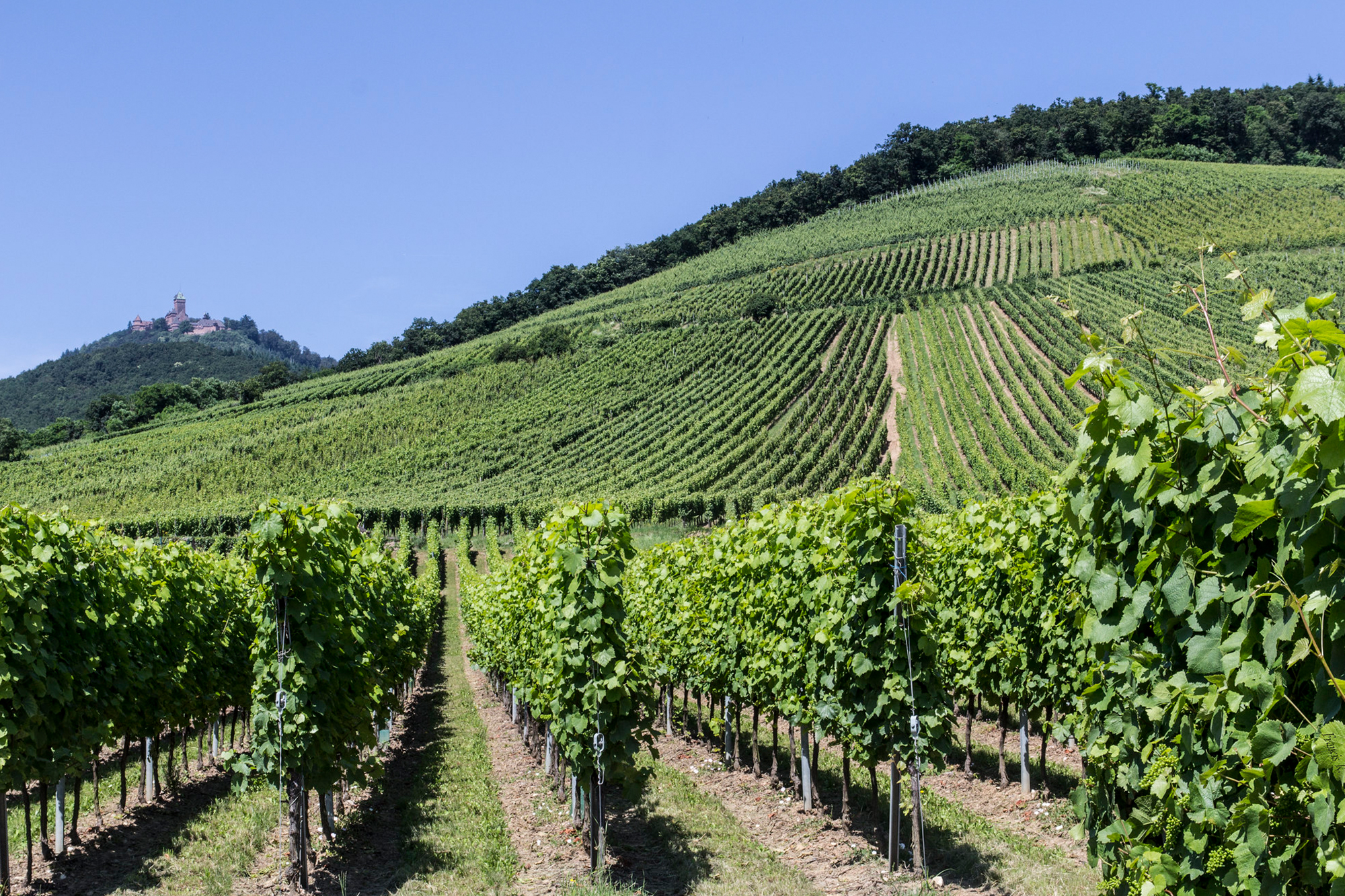 Vignobles Alsaciens, wine growing