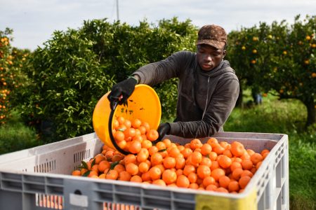 Calabria, Italy, clementines, harvest