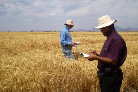 climate crisis, wheat breeding, future, drought, heat, fungus resistance