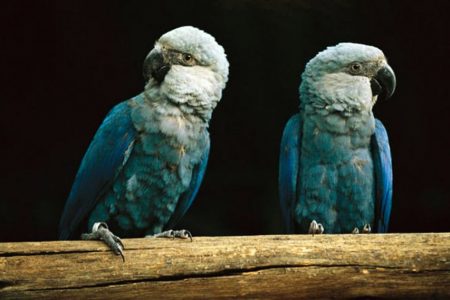 biodiversity, rare birds, extinction, Spix's macaw, conservation, reintroduction