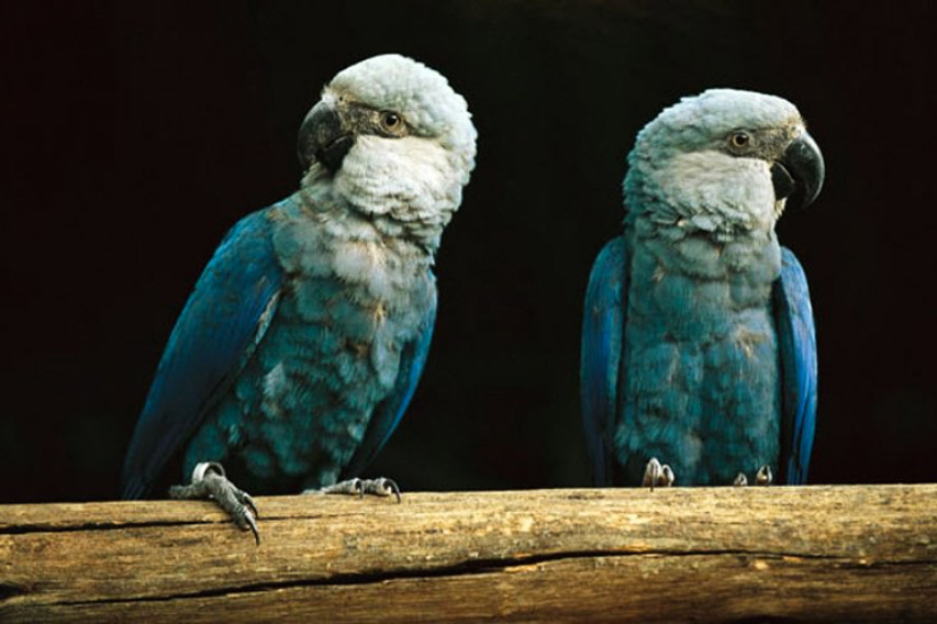 Decades After It Disappeared in Nature, Macaw Will Be Reintroduced to Its Home