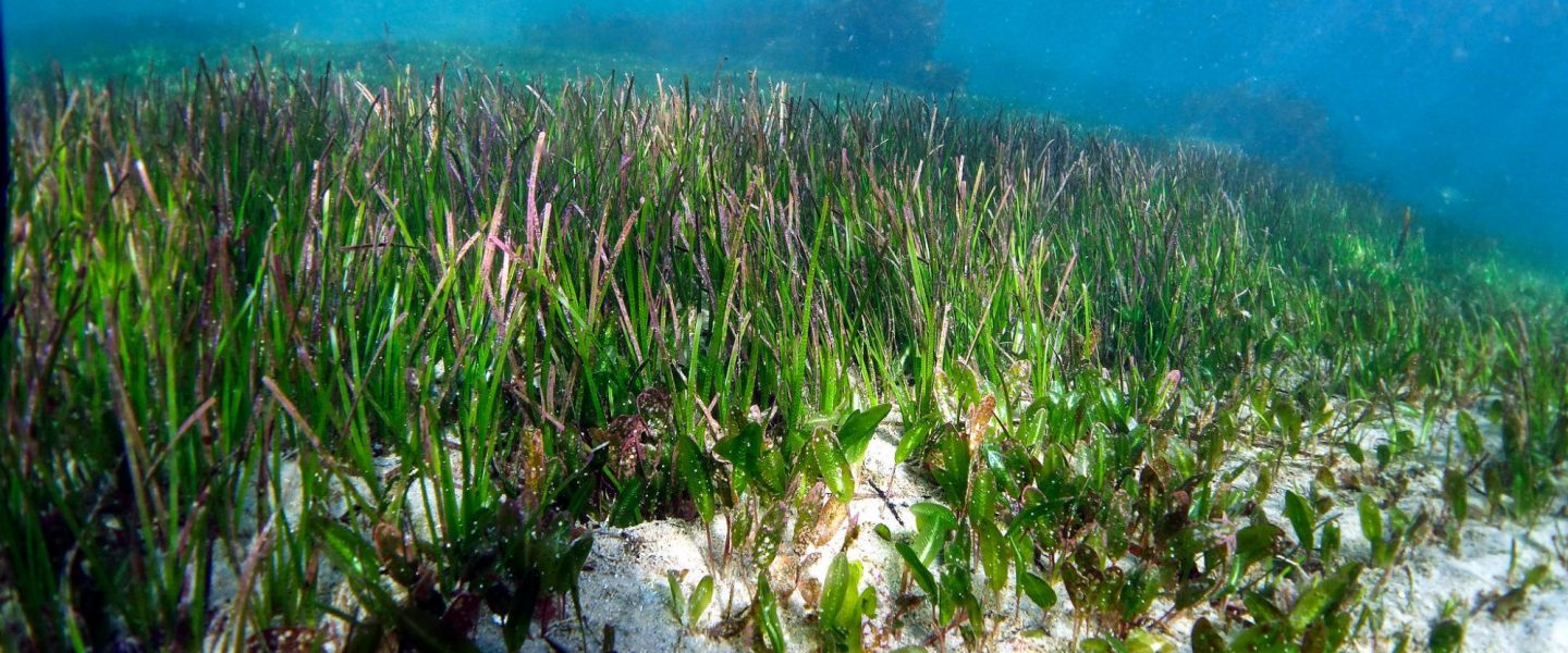 Australia, world's largest plant, seagrass, single organism, DNA